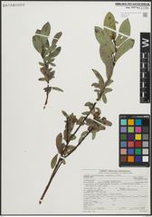 Foto von Salix pseudocordata Andersson